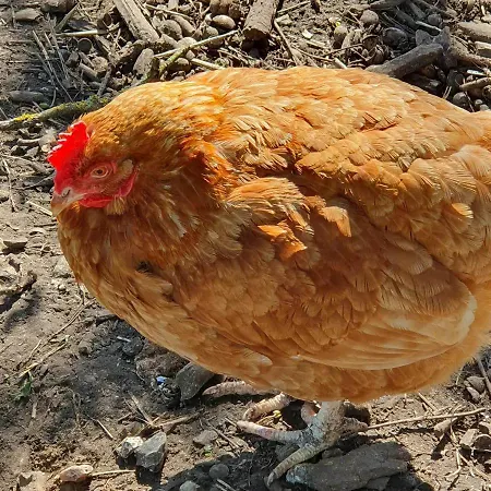 La Fermette Des Ramolleux Hébergement de vacances