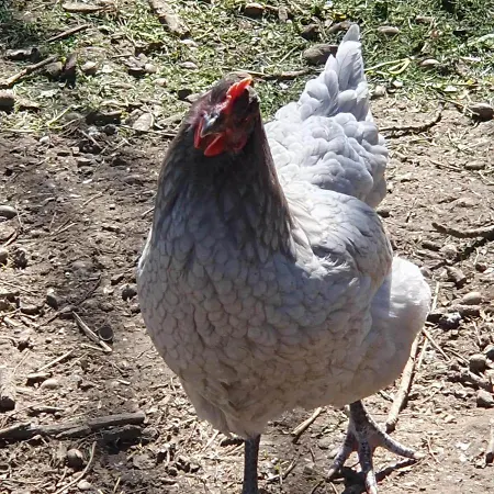 La Fermette Des Ramolleux *