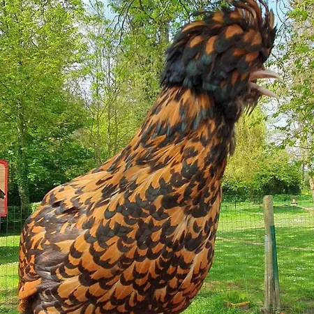 La Fermette Des Ramolleux Hébergement de vacances Crécy-en-Ponthieu